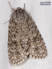 Acronicta impleta