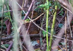 Odontophorus atrifrons