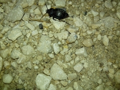Carabus convexus