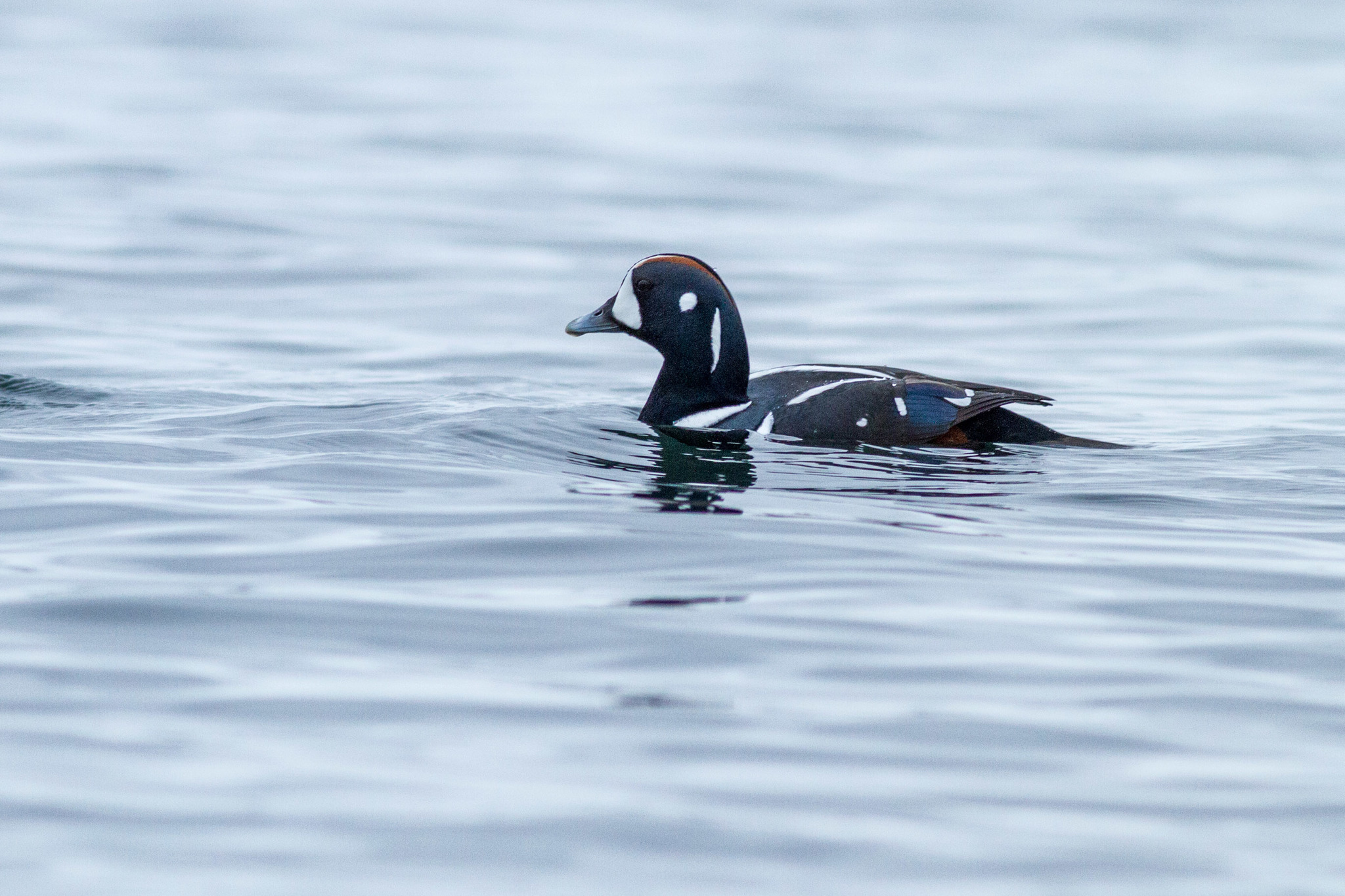 Harlequin Duck