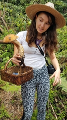 Boletus quercophilus