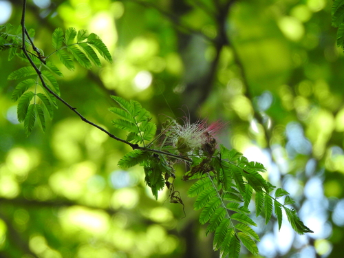 Calliandra parvifolia, photograph 4