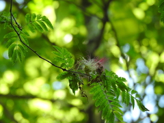 (c) Cecilia Fer Díaz, some rights reserved (CC BY) Calliandra parvifolia, photograph (c) Cecilia Fer Díaz, some rights reserved (CC BY)