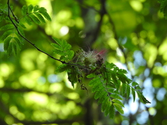 (c) Cecilia Fer Díaz, some rights reserved (CC BY) Calliandra parvifolia, photograph (c) Cecilia Fer Díaz, some rights reserved (CC BY)