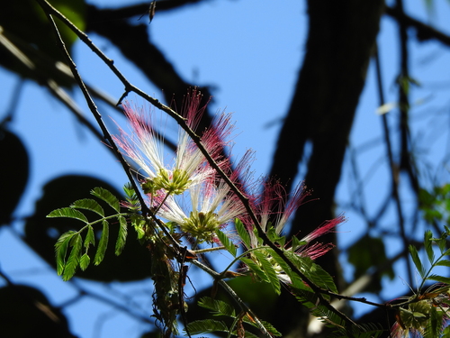 Calliandra parvifolia, photograph 6