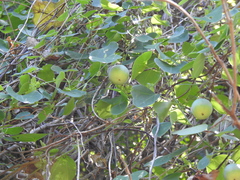 Passiflora elegans, photograph (c) Cecilia Fer Díaz, some rights reserved (CC BY)