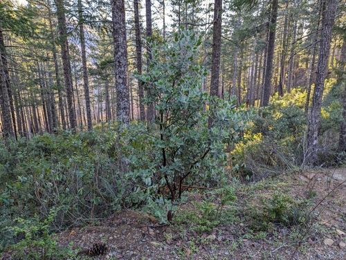 Del Norte manzanita (Arctostaphylos nortensis)