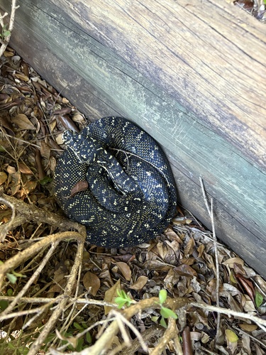 Diamond Python sighting