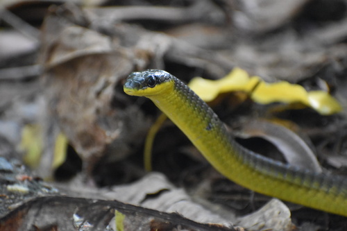 Common Tree Snake sighting