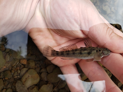Sicyopterus stimpsoni observed 2025-02-15