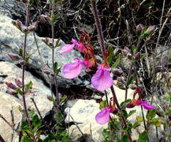 Teucrium divaricatum