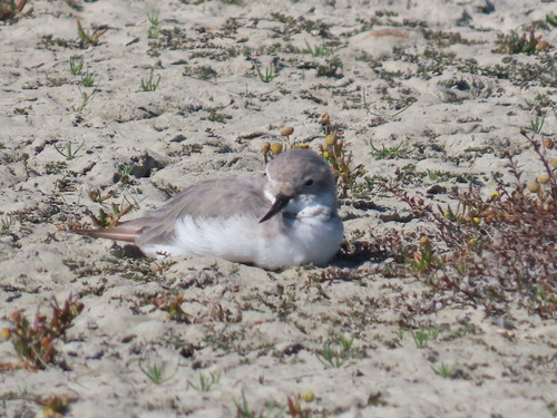 Wrybill (Anarhynchus frontalis), photo 7