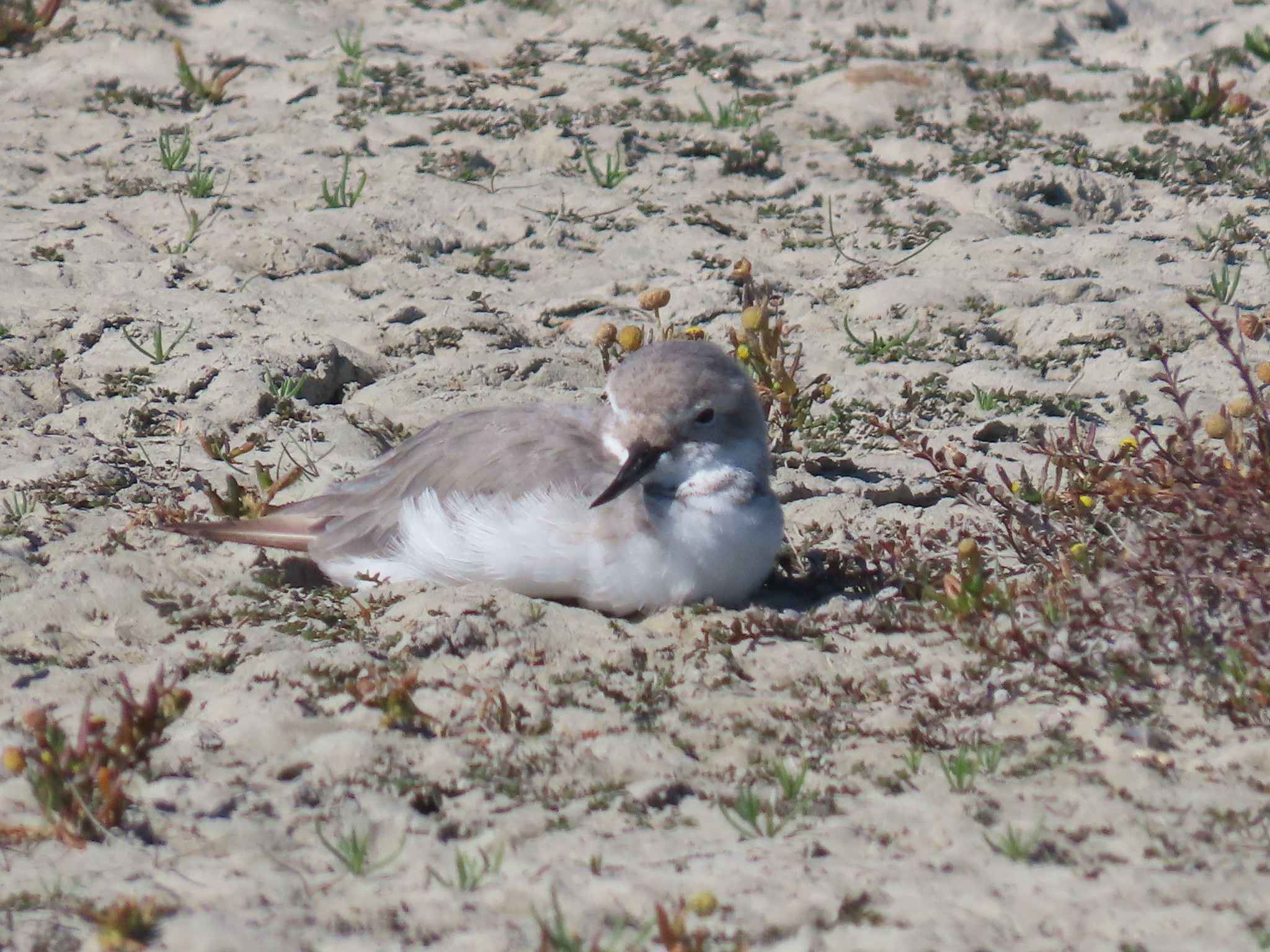 Wrybill (Anarhynchus frontalis), photo 7