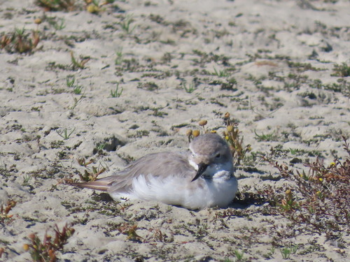 Wrybill (Anarhynchus frontalis), photo 8