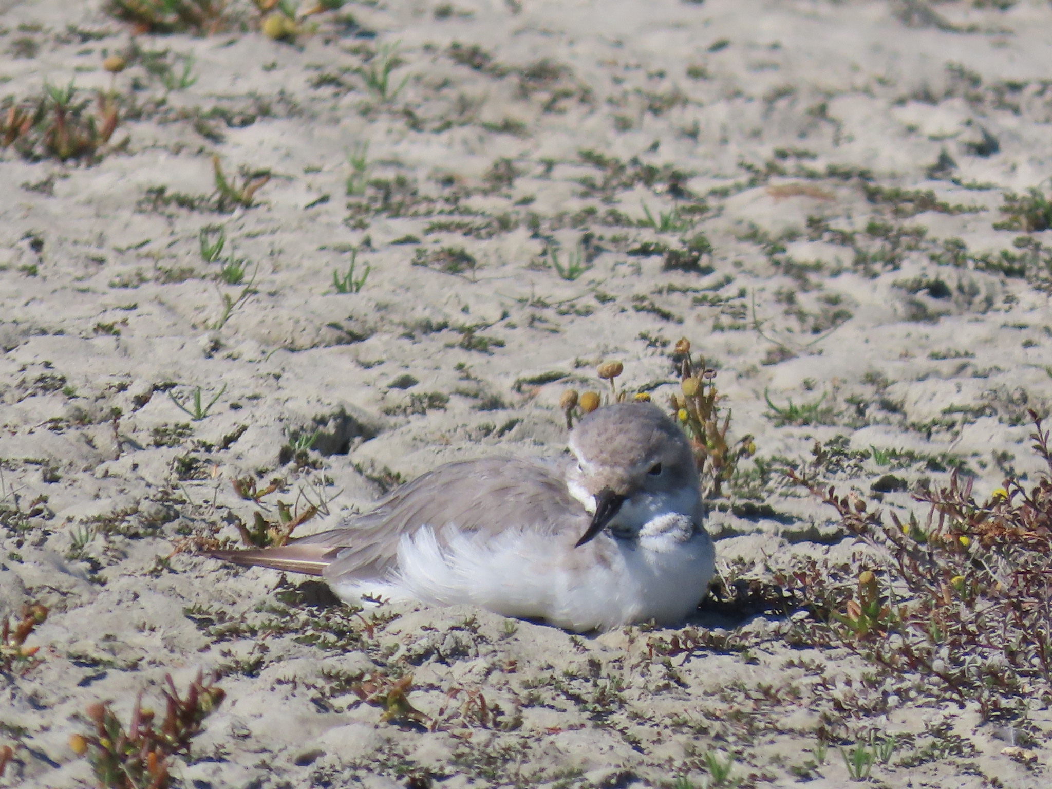 Wrybill (Anarhynchus frontalis), photo 8