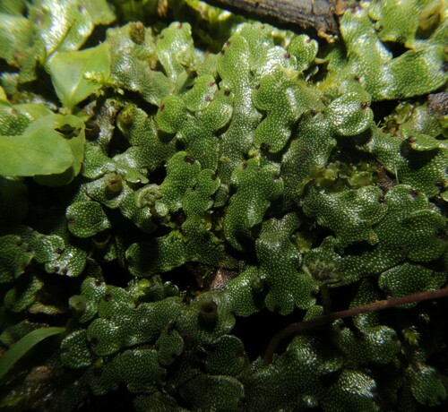 Marchantia chenopoda observed 2025-02-11