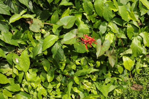 Image of Odontonema cuspidatum by (c) Grace Merkert, some rights reserved (CC BY)