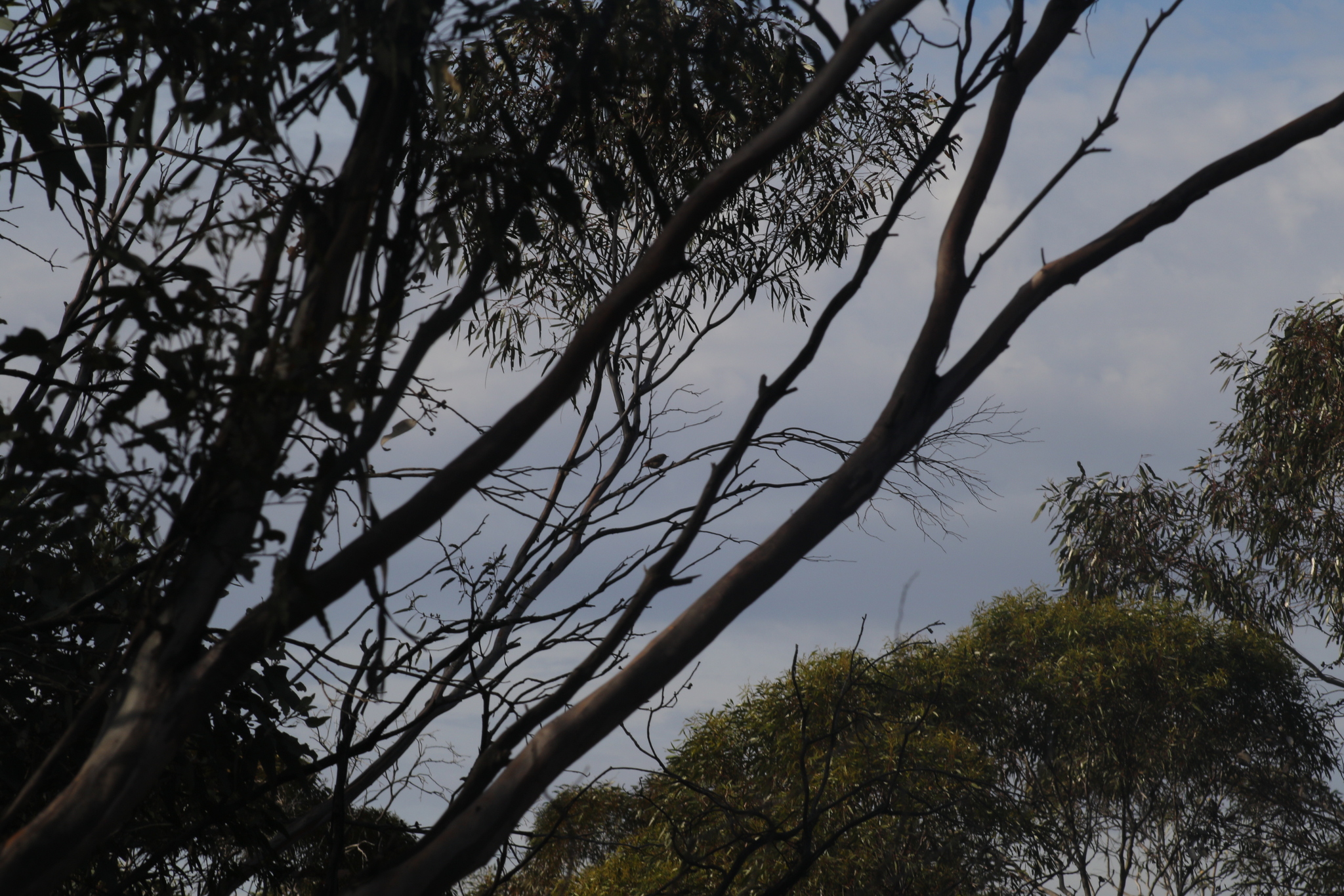 Chestnut-rumped Thornbill (Acanthiza uropygialis), photo 1