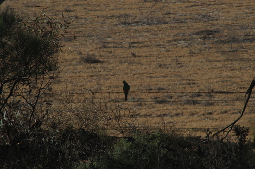 Mulga Parrot (Psephotellus varius), photo 6
