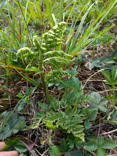 Leathery grapefern (Sceptridium multifidum)