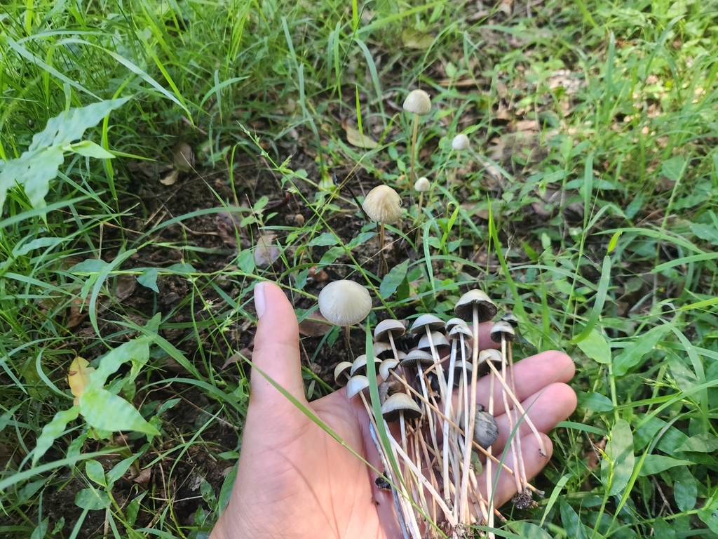 Panaeolus cyanescens · February 2025 · photo: © rotceh_dnih (iNaturalist, cc-by)