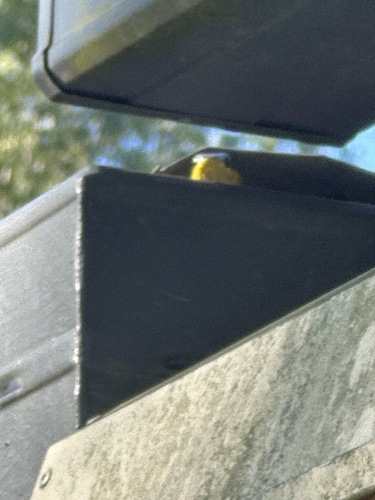 Common Tree Snake sighting