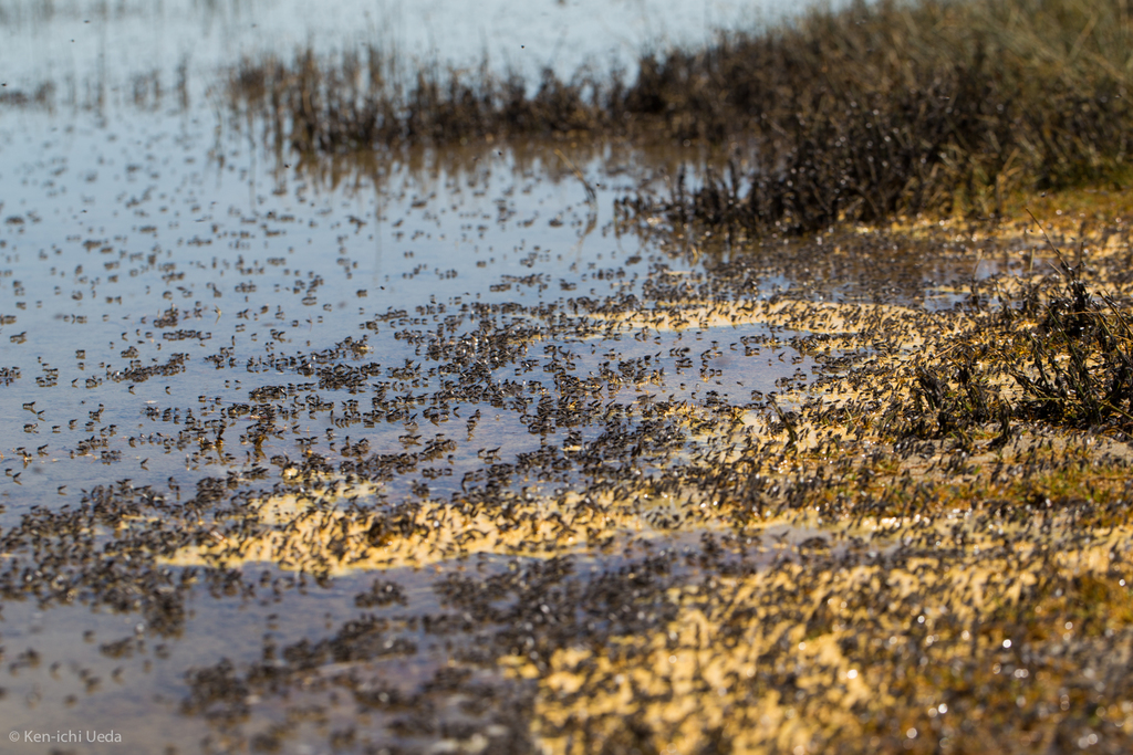 Alkali Fly