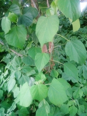 Gmelina arborea