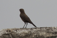Oenanthe fusca
