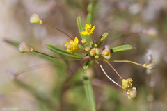 Cleomella parviflora