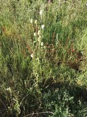 Dipsacus laciniatus