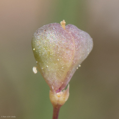 Cleomella parviflora