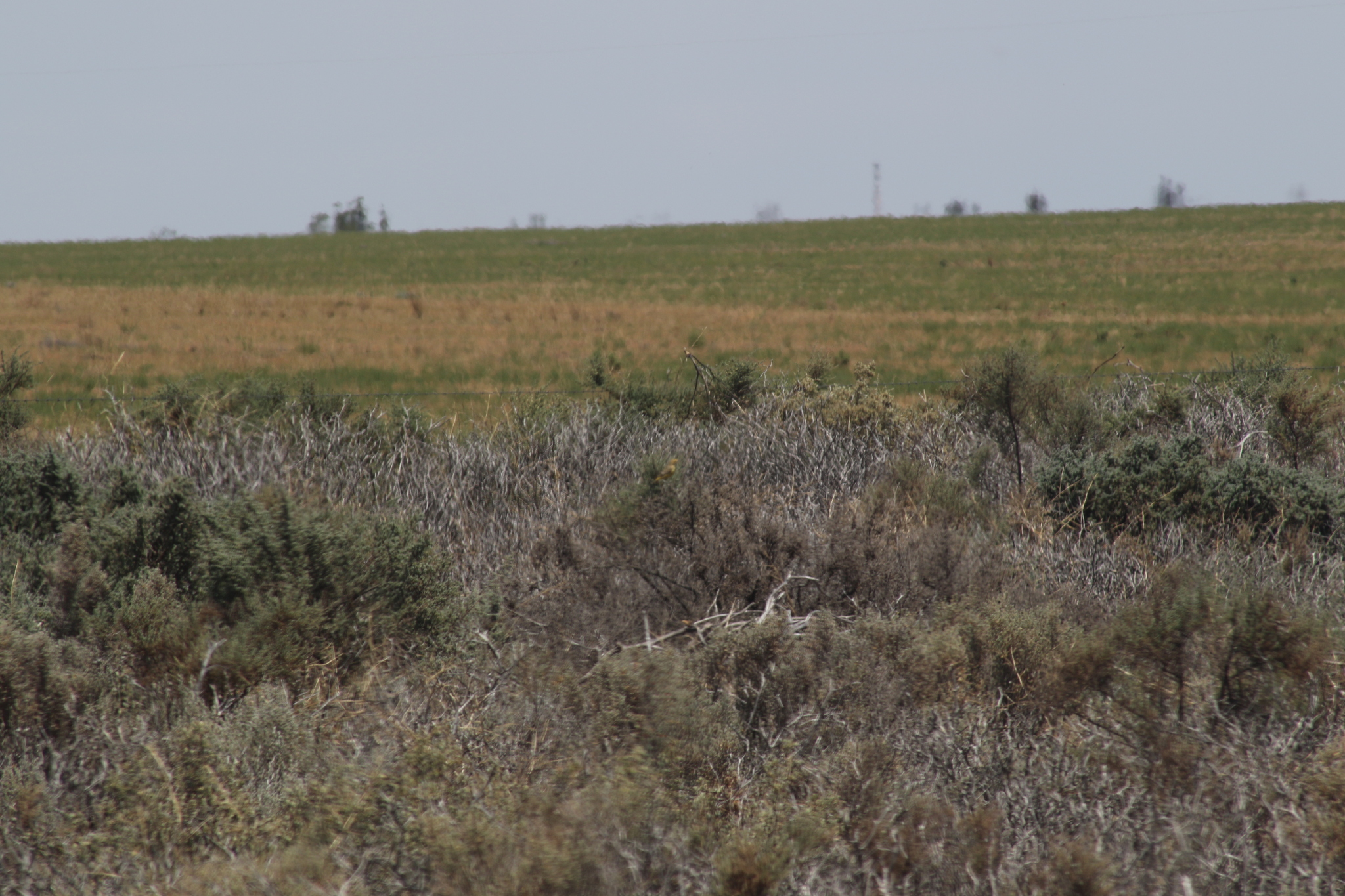 Orange Chat (Epthianura aurifrons), photo 2