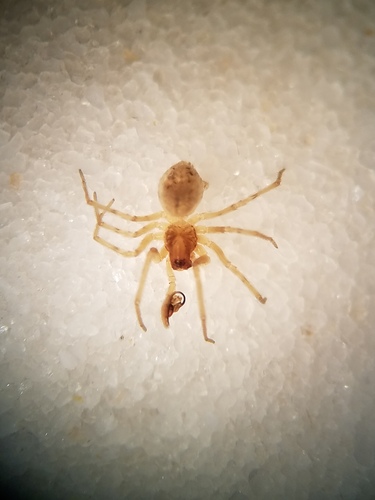 Dictyna personata