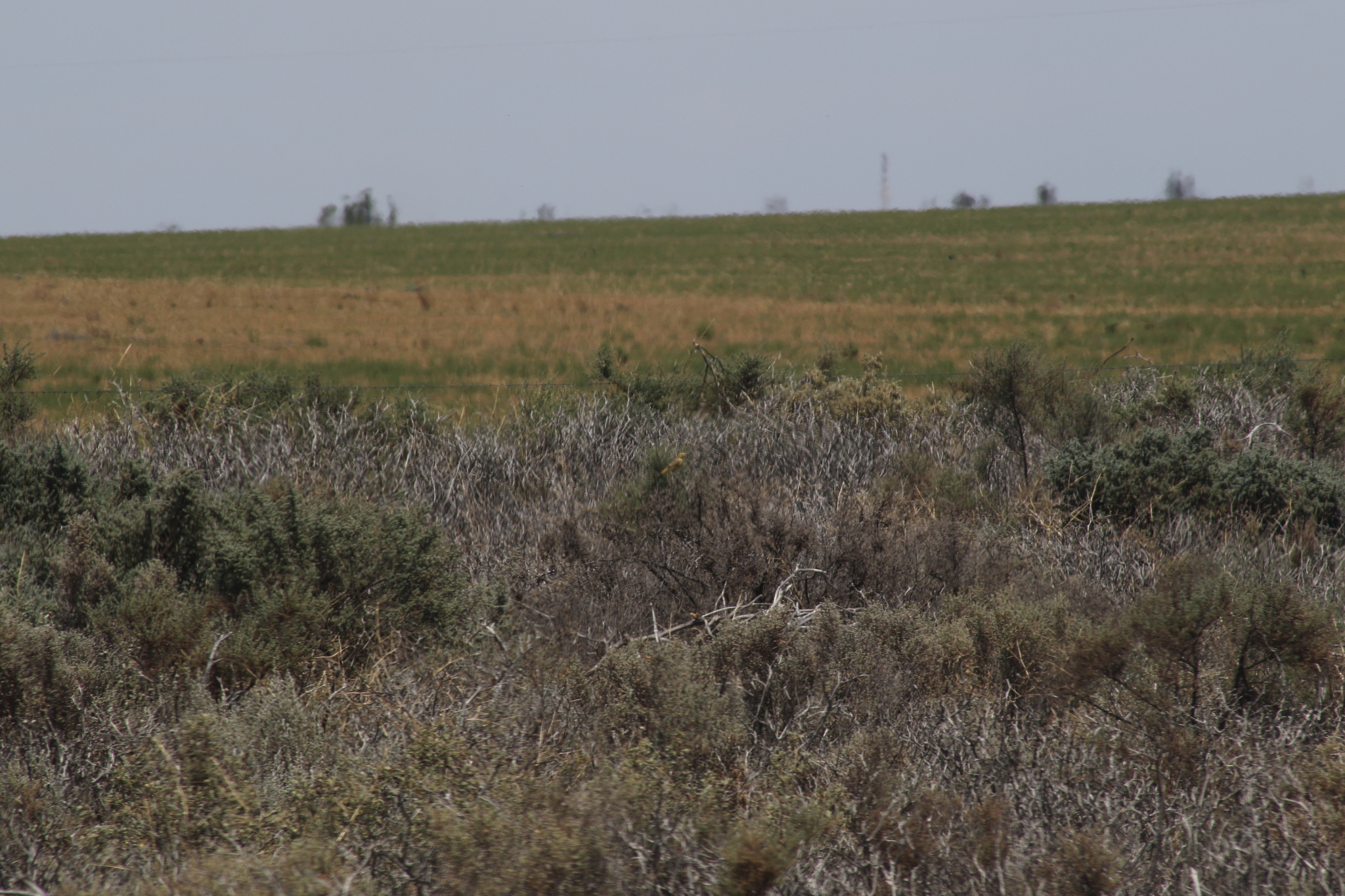 Orange Chat (Epthianura aurifrons), photo 4