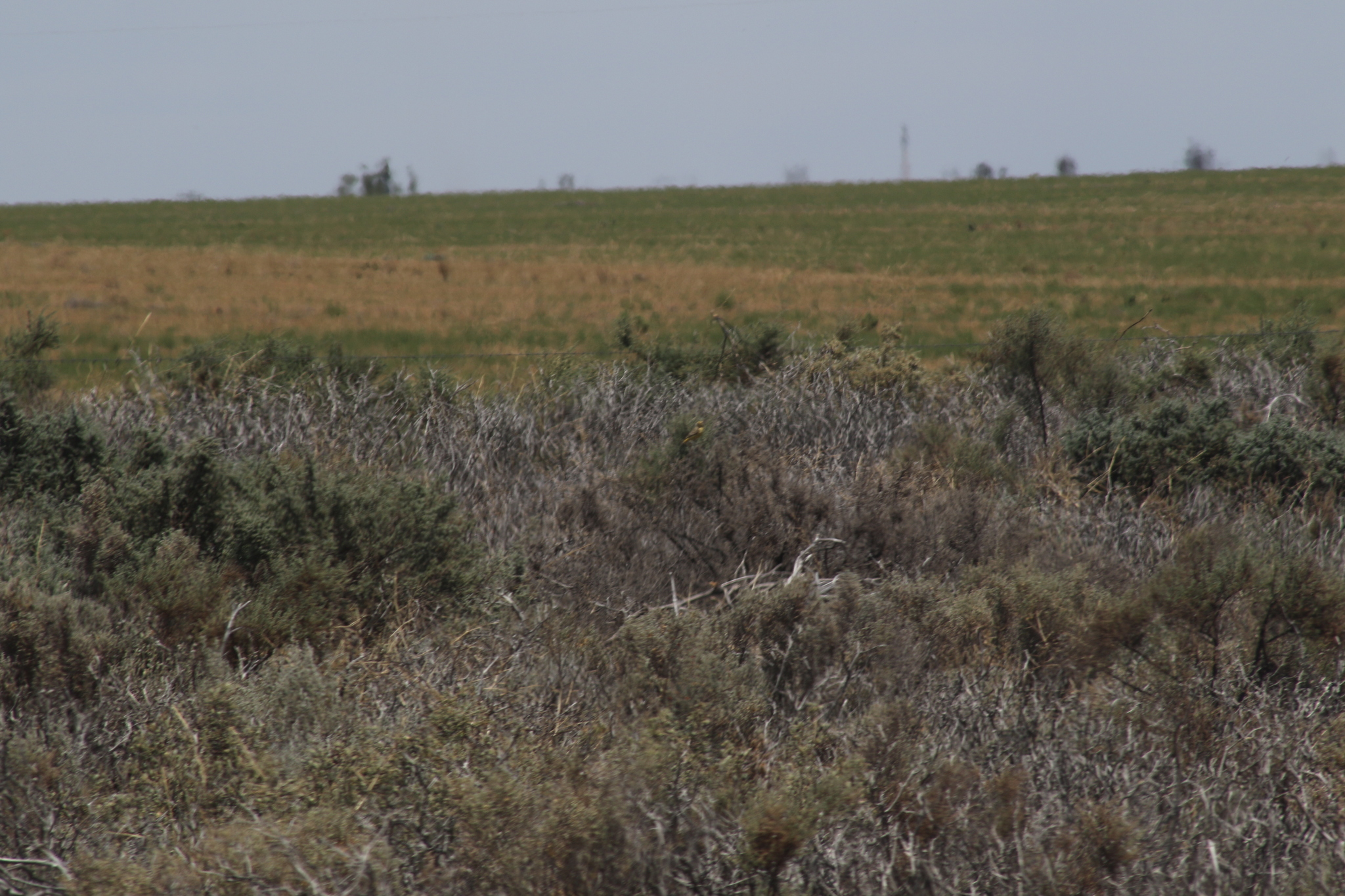Orange Chat (Epthianura aurifrons), photo 3