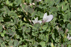 Trifolium monanthum