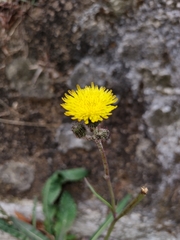 Sonchus wightianus, photograph author not stated, no rights reserved