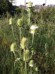 Dipsacus laciniatus