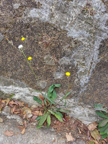 Sonchus wightianus, photograph 5