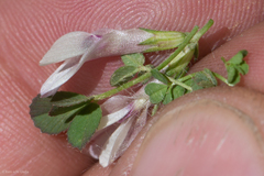 Trifolium monanthum