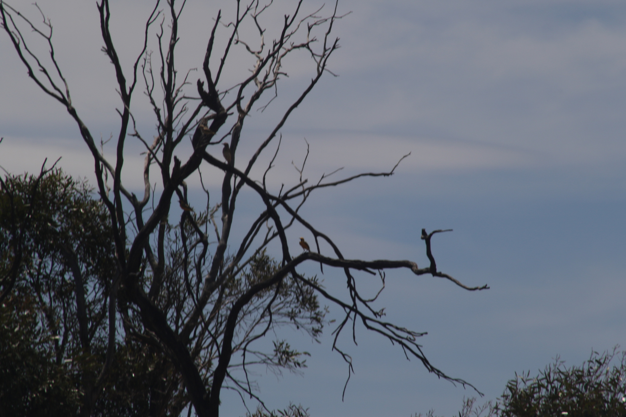 Orange Chat (Epthianura aurifrons), photo 6