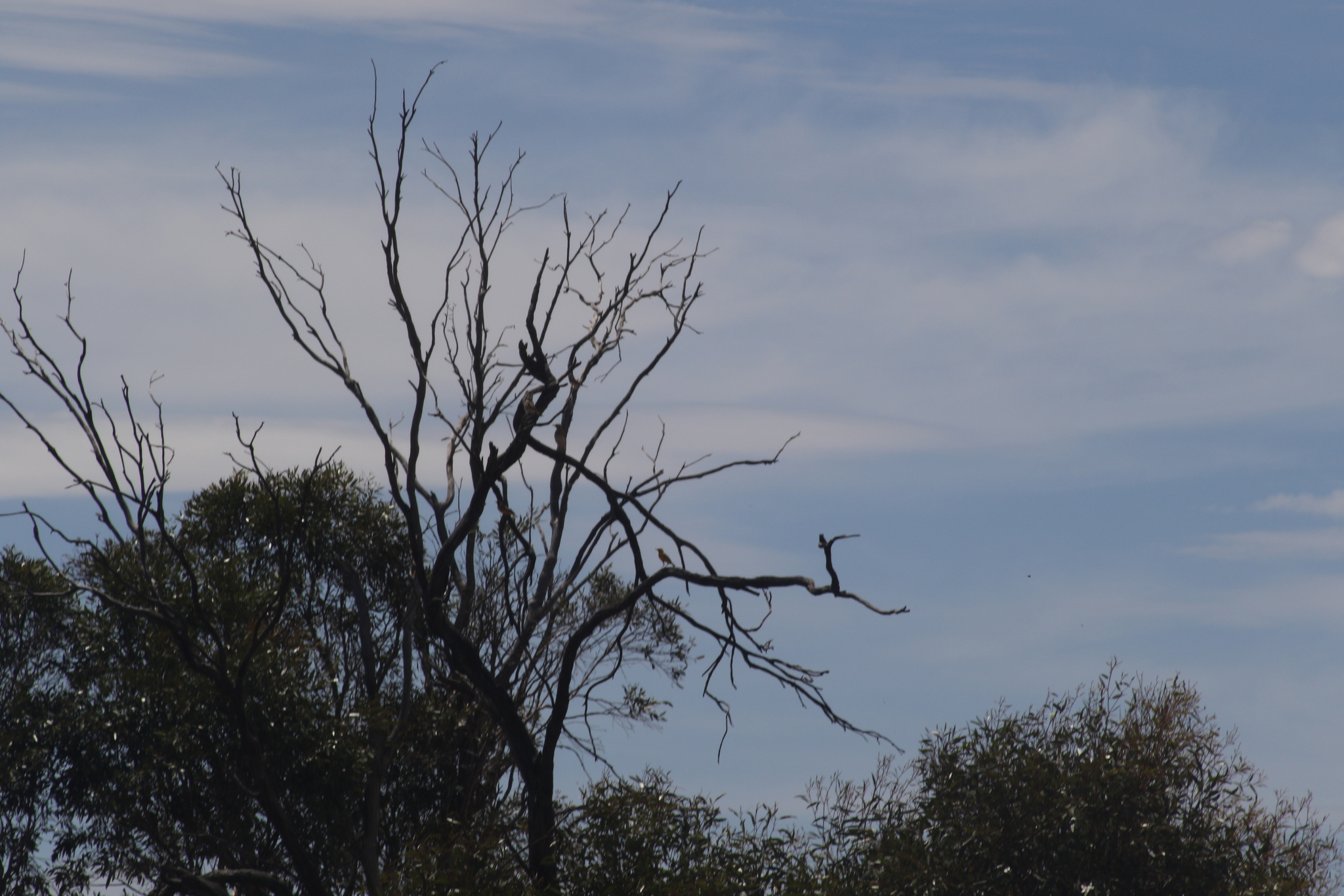 Orange Chat (Epthianura aurifrons), photo 7