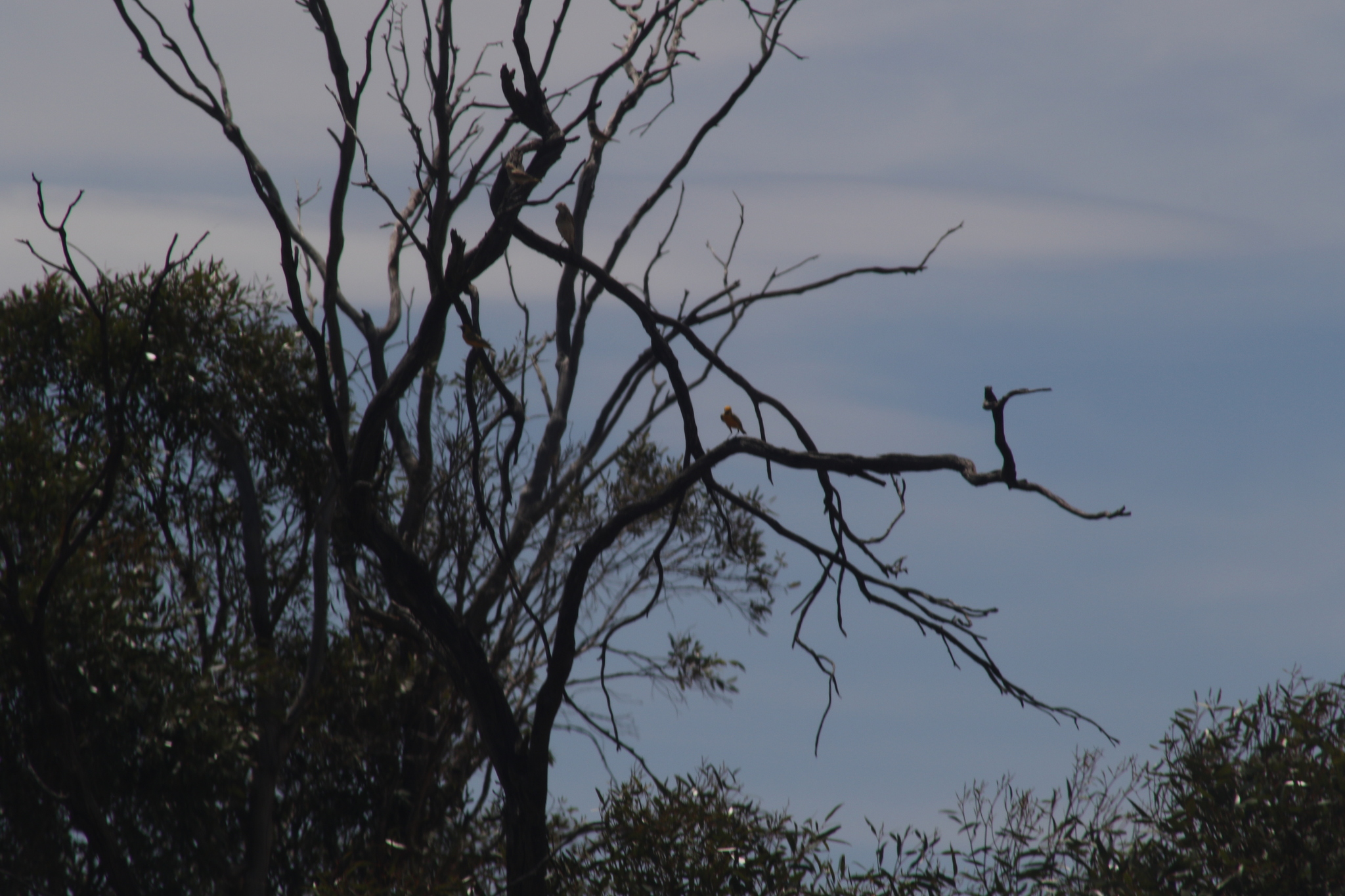Orange Chat (Epthianura aurifrons), photo 5