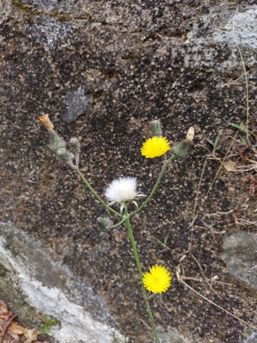 Sonchus wightianus, photograph 6