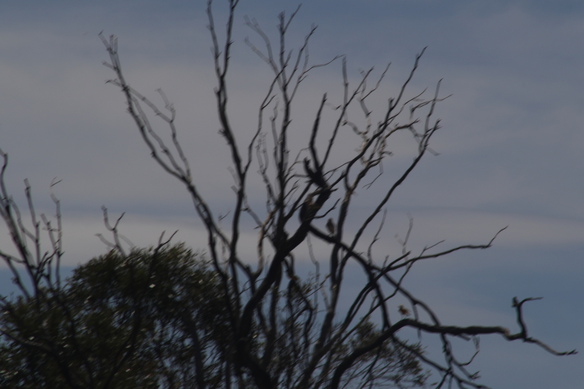 Orange Chat (Epthianura aurifrons), photo 9