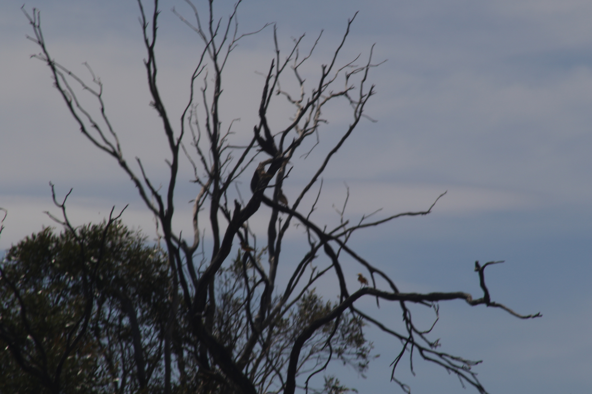 Orange Chat (Epthianura aurifrons), photo 10