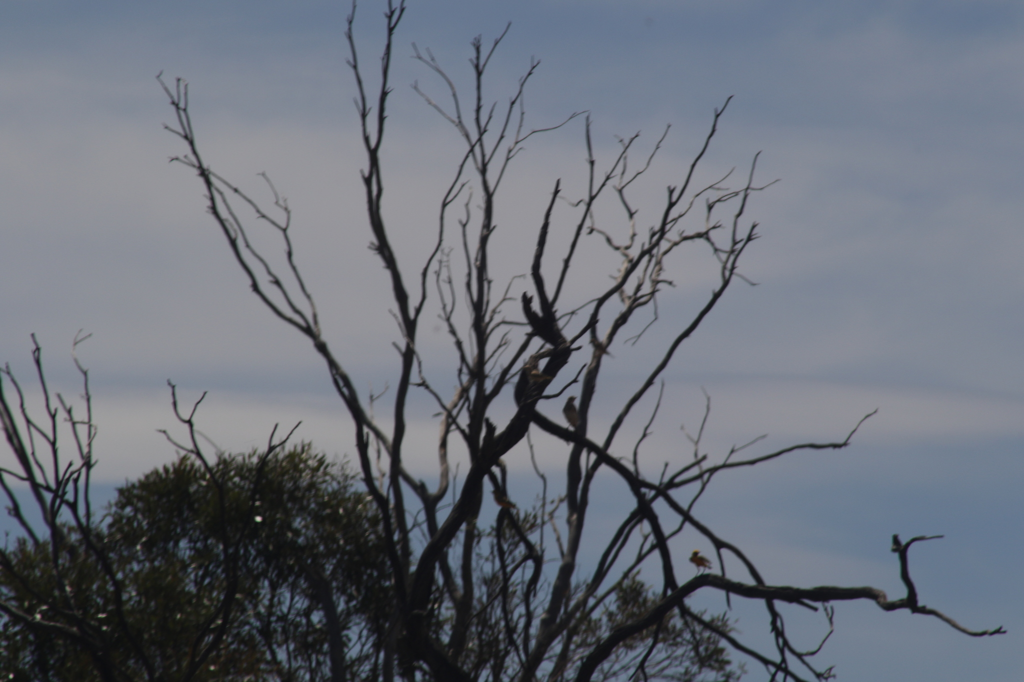 Orange Chat (Epthianura aurifrons), photo 8