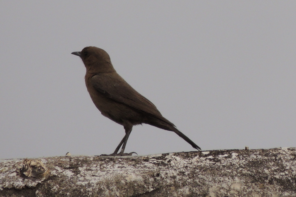 Brown Rock Chat
