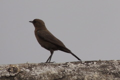 Oenanthe fusca